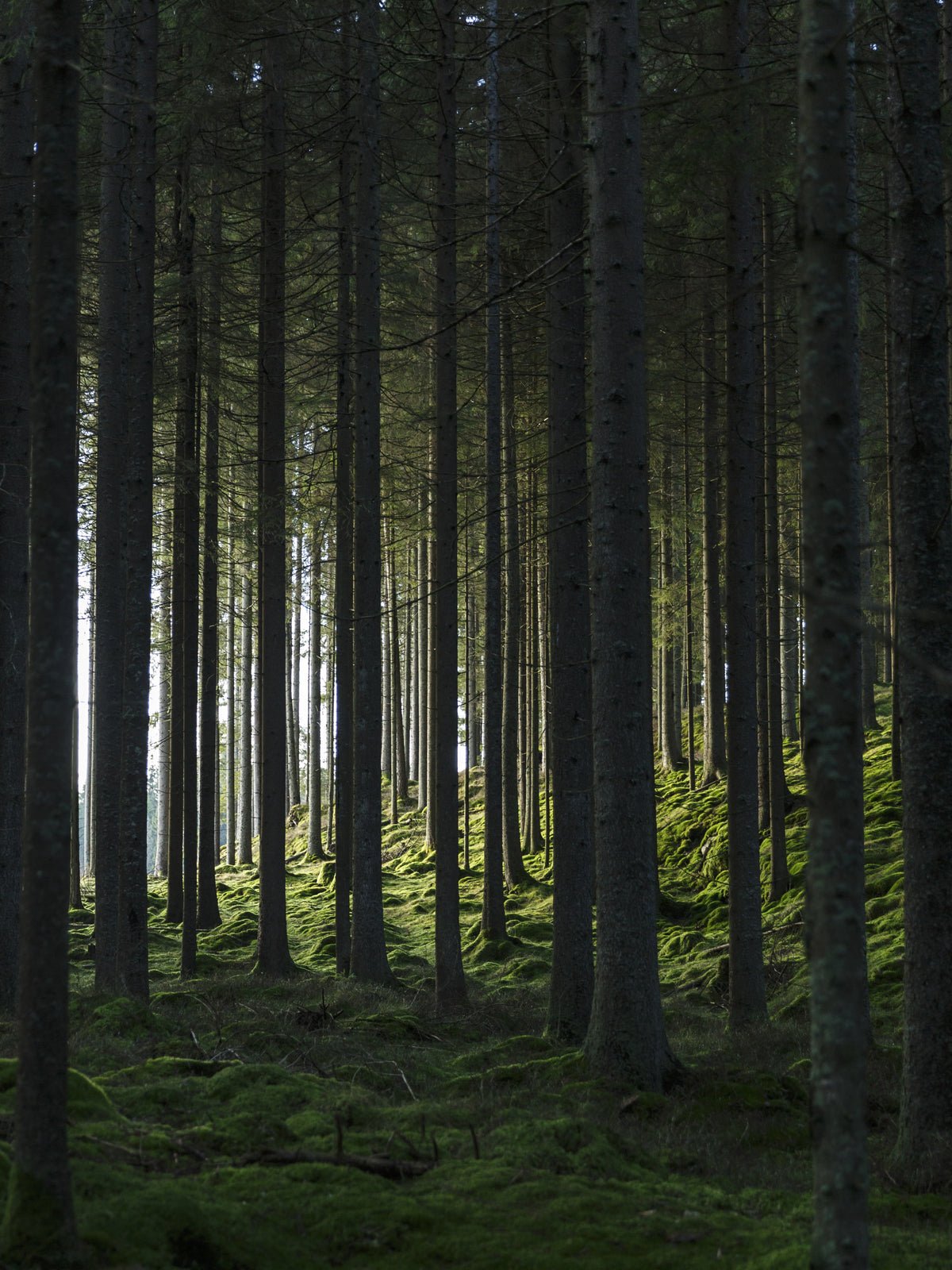 Poster Schwarzwald aus hochwertigem Papier