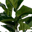 Kunstpflanze Fiddle Leaf Tree – 100 cm eleganter Hingucker mit großen Blättern