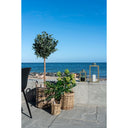 Kunstpflanze Feigenbaum – 60 cm mediterraner Charme für dein Zuhause