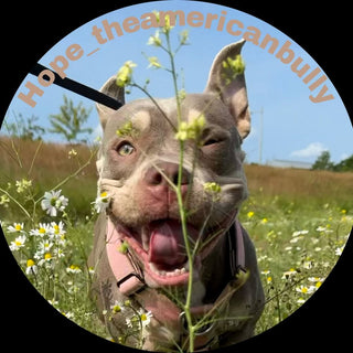 @hope_theamericanbully